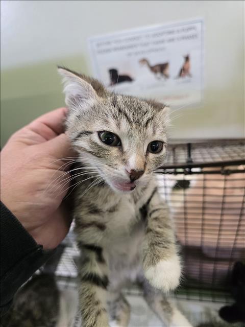 BADGER, Baby Domestic Short Hair (medium coat), cat for adoption in Hawthorne, California