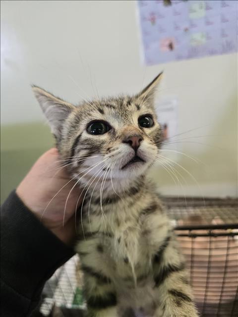 CRICKET, Baby Domestic Short Hair (medium coat), cat for adoption in Hawthorne, California