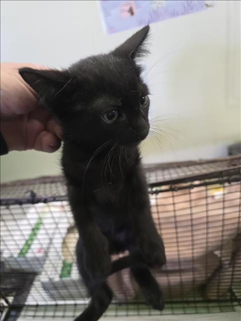 MANTIS, Baby Domestic Short Hair (medium coat), cat for adoption in Hawthorne, California