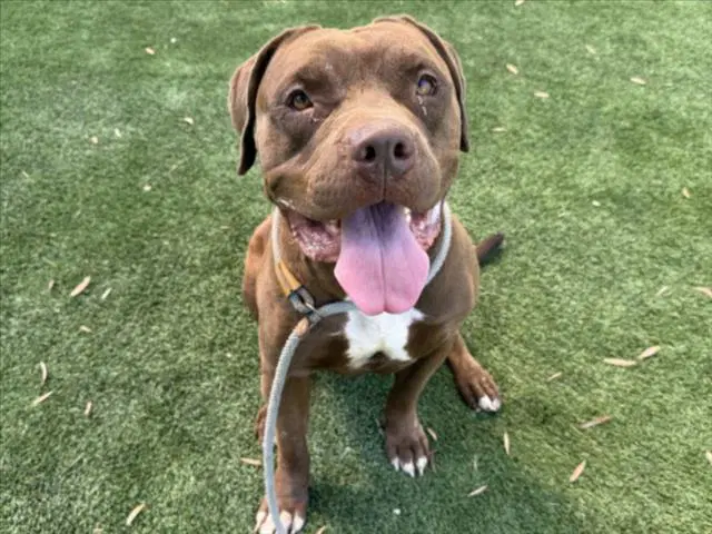Canelo - Pit Bull Terrier