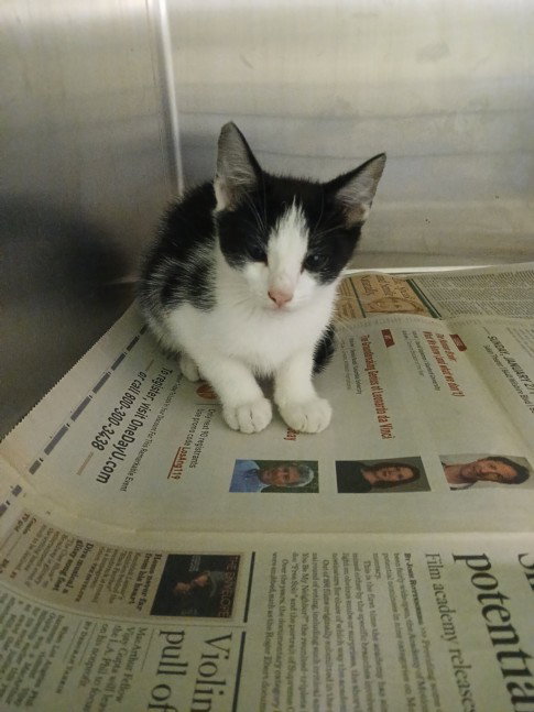 BABY, Baby Domestic Long Hair (medium coat), cat for adoption in Hawthorne, California
