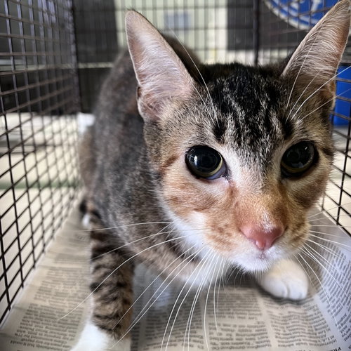MIA, Adult Domestic Short Hair (medium coat), cat for adoption in La Puente, California