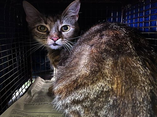 LUCY, Adult Domestic Short Hair (medium coat), cat for adoption in La Puente, California