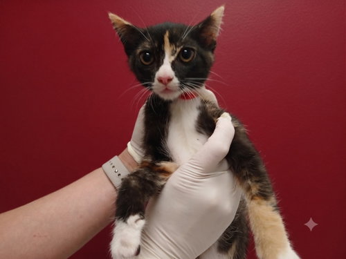 MILK, Baby Domestic Short Hair (medium coat), cat for adoption in La Puente, California