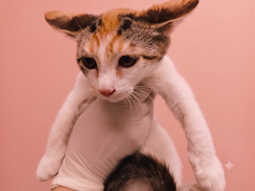 SUGAR, Baby Domestic Short Hair (medium coat), cat for adoption in La Puente, California