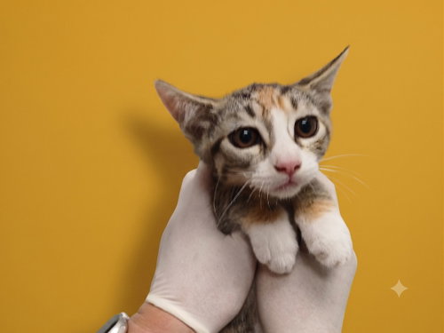 SWEET, Baby Domestic Short Hair (medium coat), cat for adoption in La Puente, California