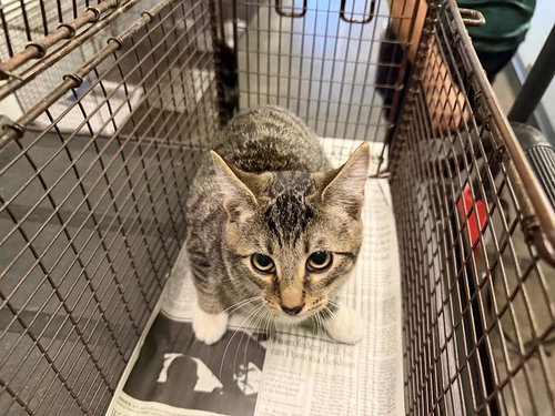 SORUYO, Young Domestic Short Hair (medium coat), cat for adoption in La Puente, California