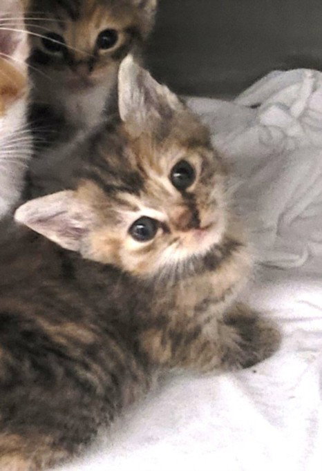 BASHFUL, Baby Domestic Short Hair (medium coat), cat for adoption in La Puente, California