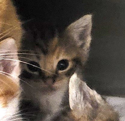 HUNTRESS, Baby Domestic Short Hair (medium coat), cat for adoption in La Puente, California