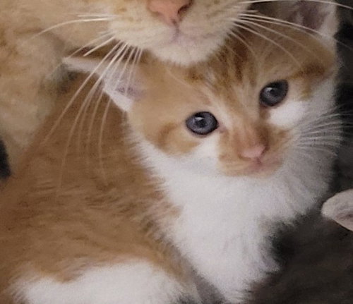 BRIGHT LIGHT, Baby Domestic Short Hair (medium coat), cat for adoption in La Puente, California
