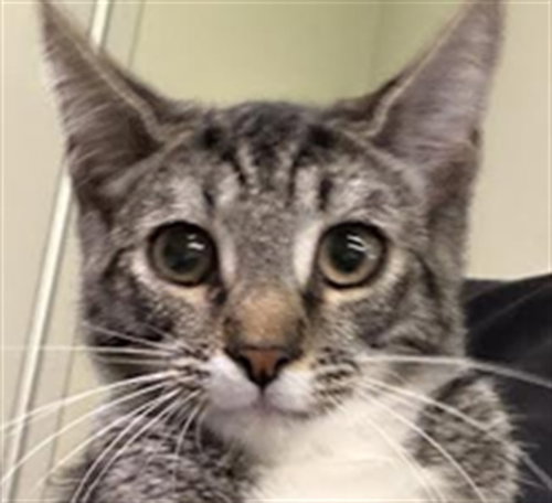 LILI, Young Domestic Short Hair (medium coat), cat for adoption in La Puente, California