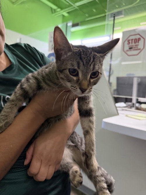 NENA, Young Domestic Short Hair (medium coat), cat for adoption in La Puente, California
