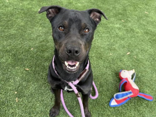 TOBY, an adoptable Pit Bull Terrier in Los Angeles, CA
