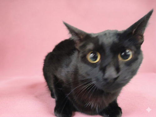 BUNNY, Adult Domestic Short Hair (medium coat), cat for adoption in Santa Clarita, California