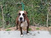 BROWNIE - Photo 1