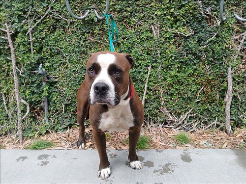 BROWNIE, an adoptable Pit Bull Terrier in Los Angeles, CA