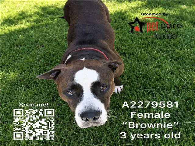 Brownie - Pit Bull Terrier