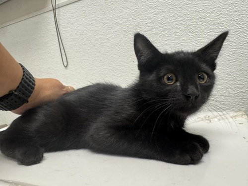 SAGE, Baby Domestic Short Hair (medium coat), cat for adoption in Santa Clarita, California