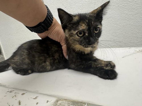 ROSEMARY, Baby Domestic Short Hair (medium coat), cat for adoption in Santa Clarita, California