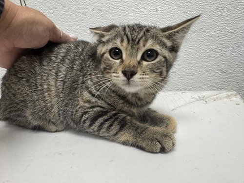 BASIL, Baby Domestic Short Hair (medium coat), cat for adoption in Santa Clarita, California