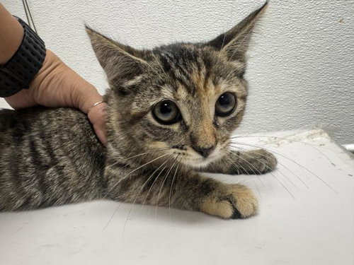 THYME, Baby Domestic Short Hair (medium coat), cat for adoption in Santa Clarita, California