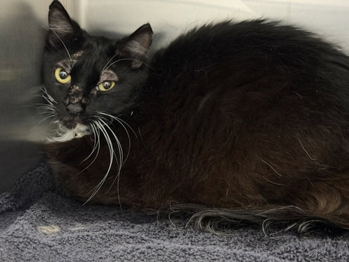 FLEX, Young Domestic Short Hair (medium coat), cat for adoption in Santa Clarita, California