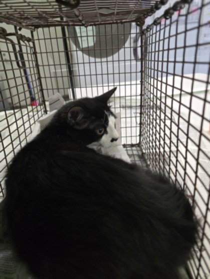 GRAVY, Baby Domestic Short Hair (medium coat), cat for adoption in Santa Clarita, California