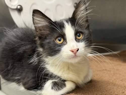 FRANCISCO, Baby Domestic Medium Hair (medium coat), cat for adoption in Santa Clarita, California