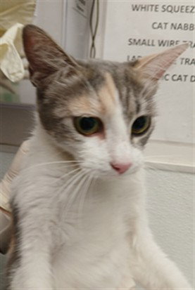 FRANCIS, Adult Domestic Short Hair (medium coat), cat for adoption in Santa Clarita, California