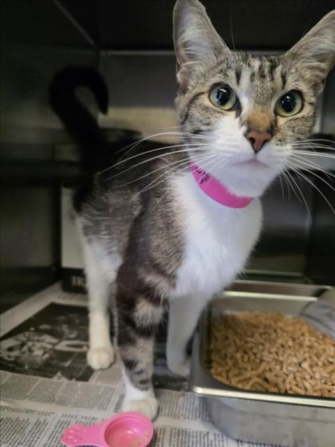 FRANCIS, an adoptable Domestic Short Hair in Los Angeles, CA