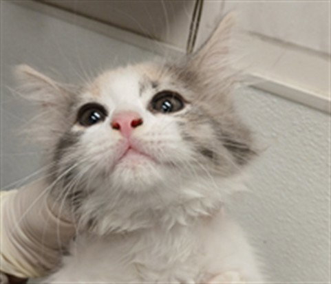 RAYA, Baby Domestic Short Hair (medium coat), cat for adoption in Santa Clarita, California
