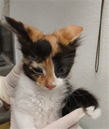 MOANA, Baby Domestic Short Hair (medium coat), cat for adoption in Santa Clarita, California