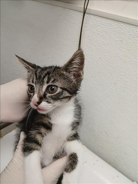 ARIEL, Baby Domestic Short Hair (medium coat), cat for adoption in Santa Clarita, California