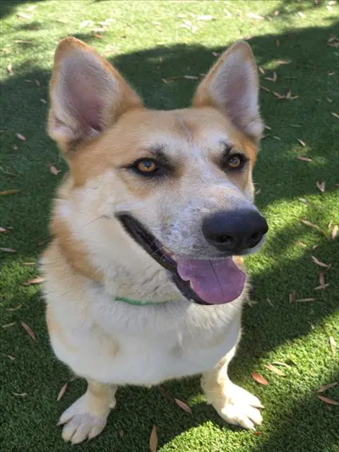 Shilo - German Shepherd Dog