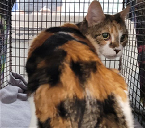 SPOTS, Senior Domestic Short Hair (medium coat), cat for adoption in Redondo Beach, California