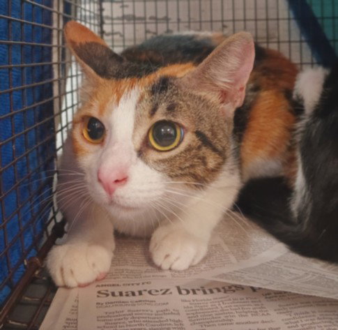 BOOTS, Young Domestic Short Hair (medium coat), cat for adoption in Redondo Beach, California