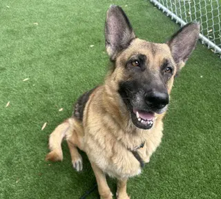Batman - German Shepherd Dog