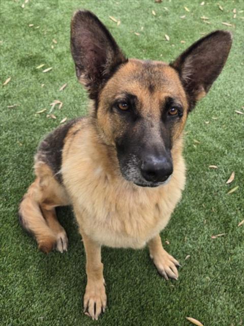 MARILYN MONROE, a dog for adoption from South Los Angeles Animal Care and Control Center