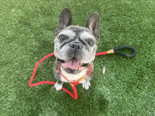 CAMILA, an adoptable French Bulldog in Los Angeles, CA
