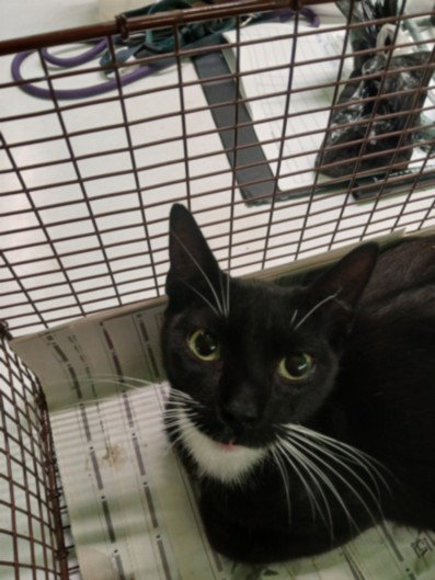 WANDA, an adoptable Domestic Short Hair in Los Angeles, CA