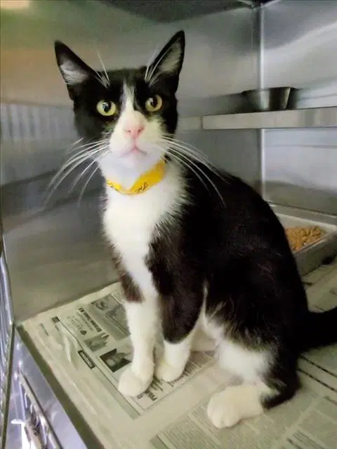 Marge - Domestic Short Hair