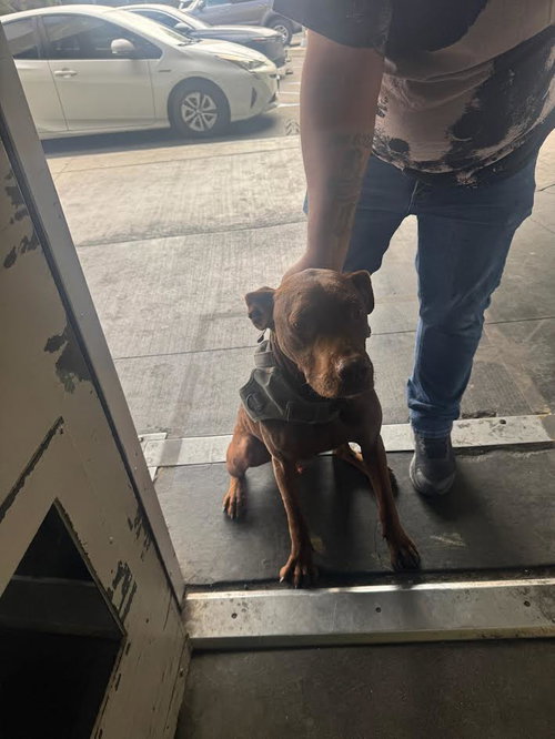 BUGGY, an adoptable Pit Bull Terrier in Los Angeles, CA