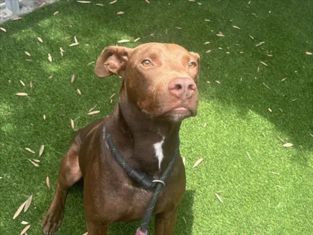 Buggy - Pit Bull Terrier