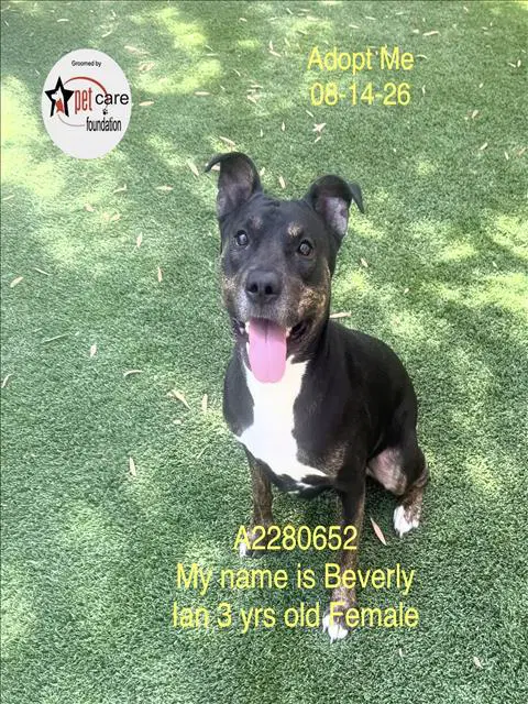 Beverly - Pit Bull Terrier