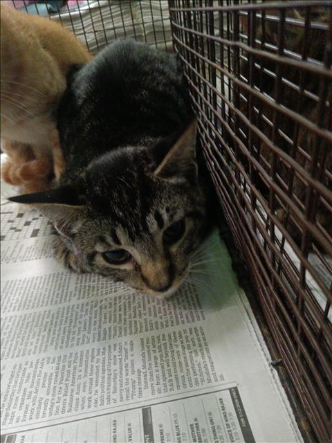 GRIS, an adoptable Domestic Short Hair in Los Angeles, CA