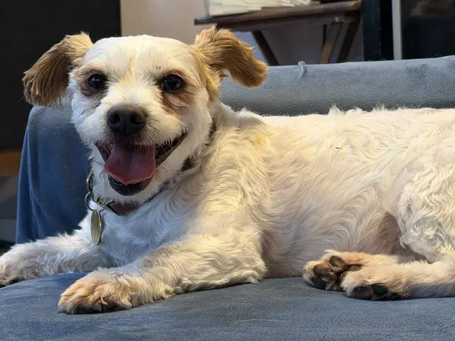 Scottie - Poodle (Miniature)