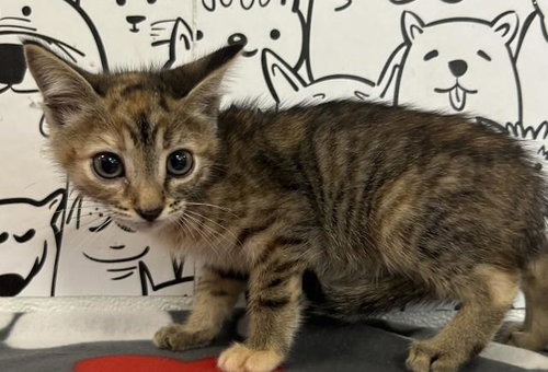 PITA, an adoptable Domestic Short Hair in Los Angeles, CA