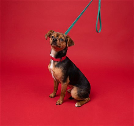 PAPA, an adoptable Chihuahua in Los Angeles, CA