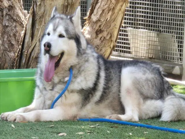 Hudson - Husky