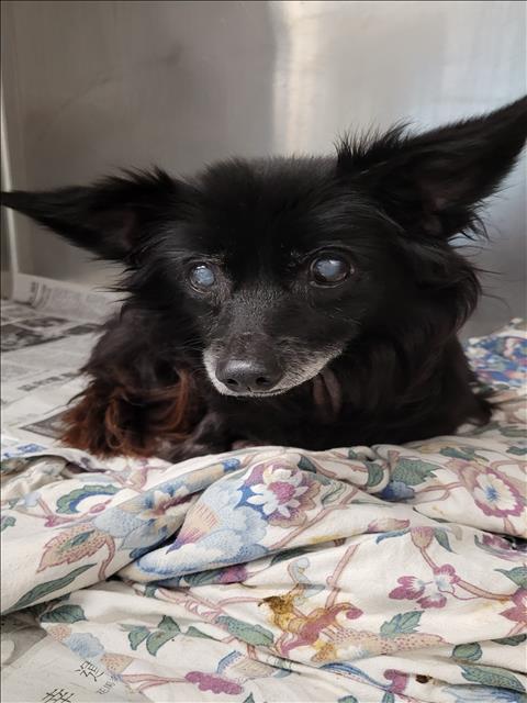 MOONPIE, an adoptable Pomeranian in Los Angeles, CA